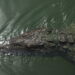 American crocodile in Jamaica Photo: © J. L. James