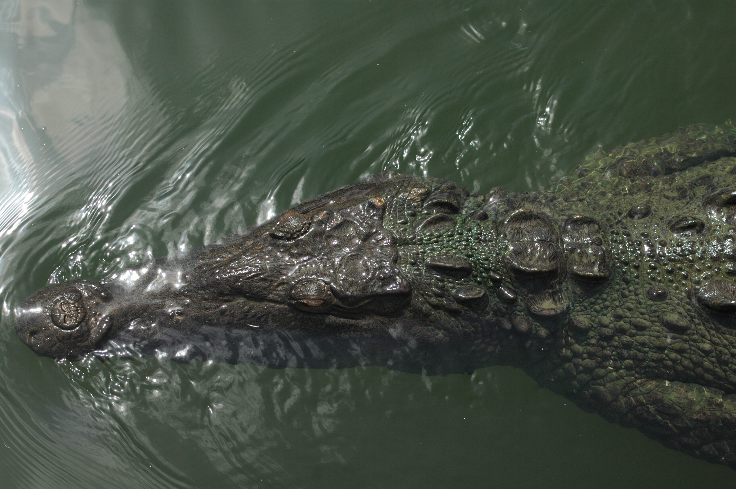 American crocodile in Jamaica Photo: © J. L. James