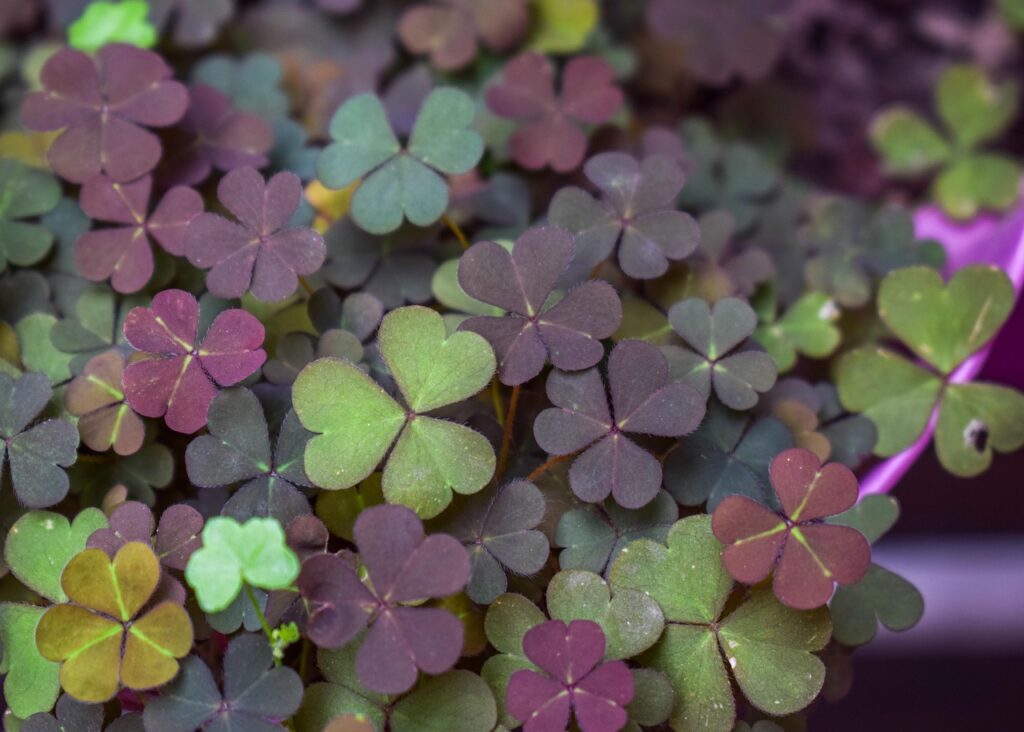 Purple leaf Clover Shamrock (pixabay)