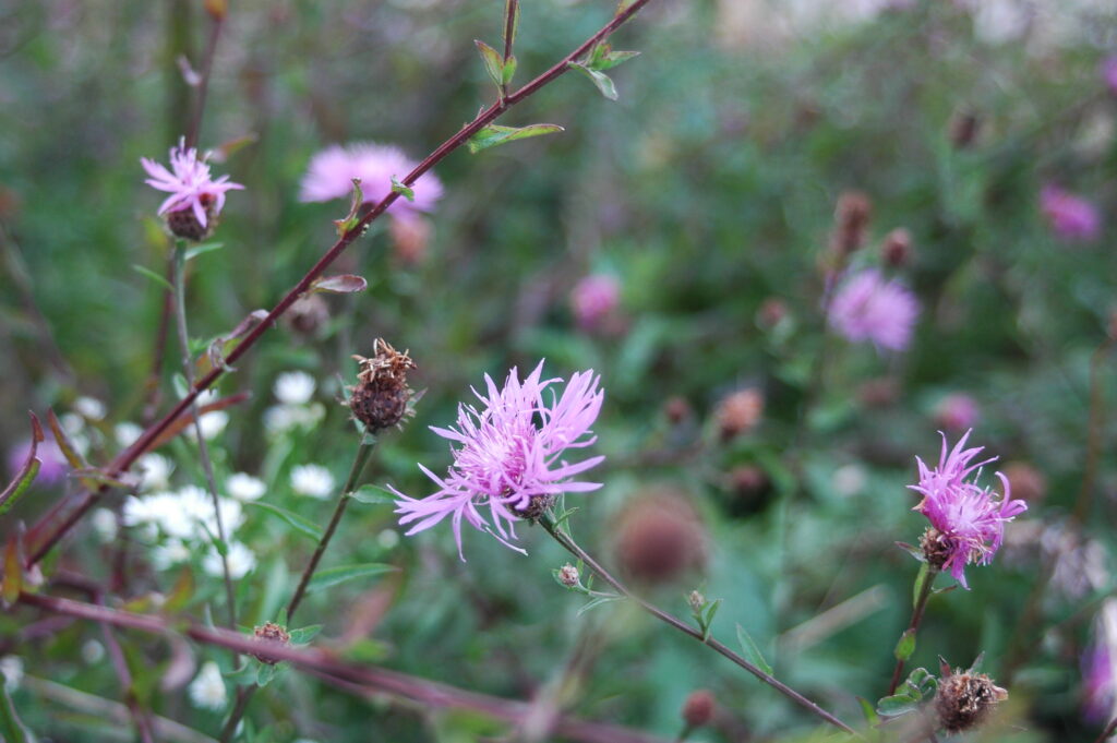 Summer flowers with insects landing © J. L. James