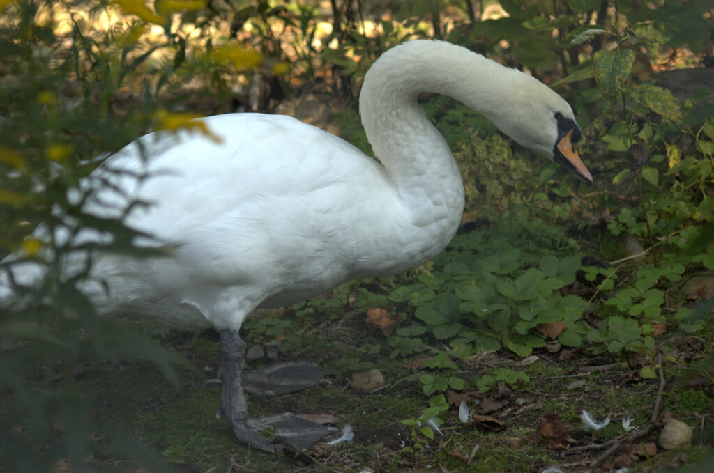 Swan at Harrison Park, Owen Sound, Canada © J. L. James
