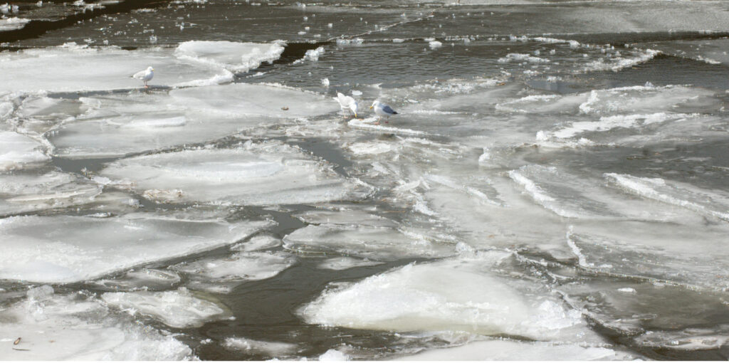 Seagulls ice hopping in the Owen Sound harbour © J. L. James