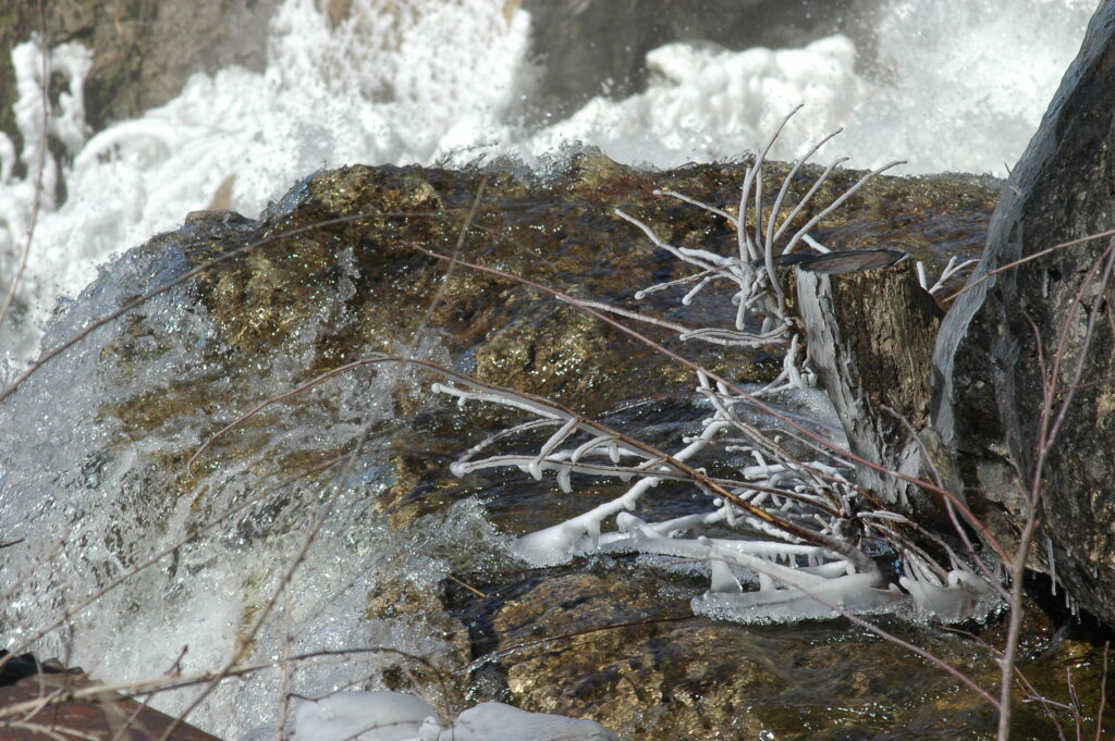 Young branches grow from the stump of a cut tree out of the side of a rock at Inglis Falls.
