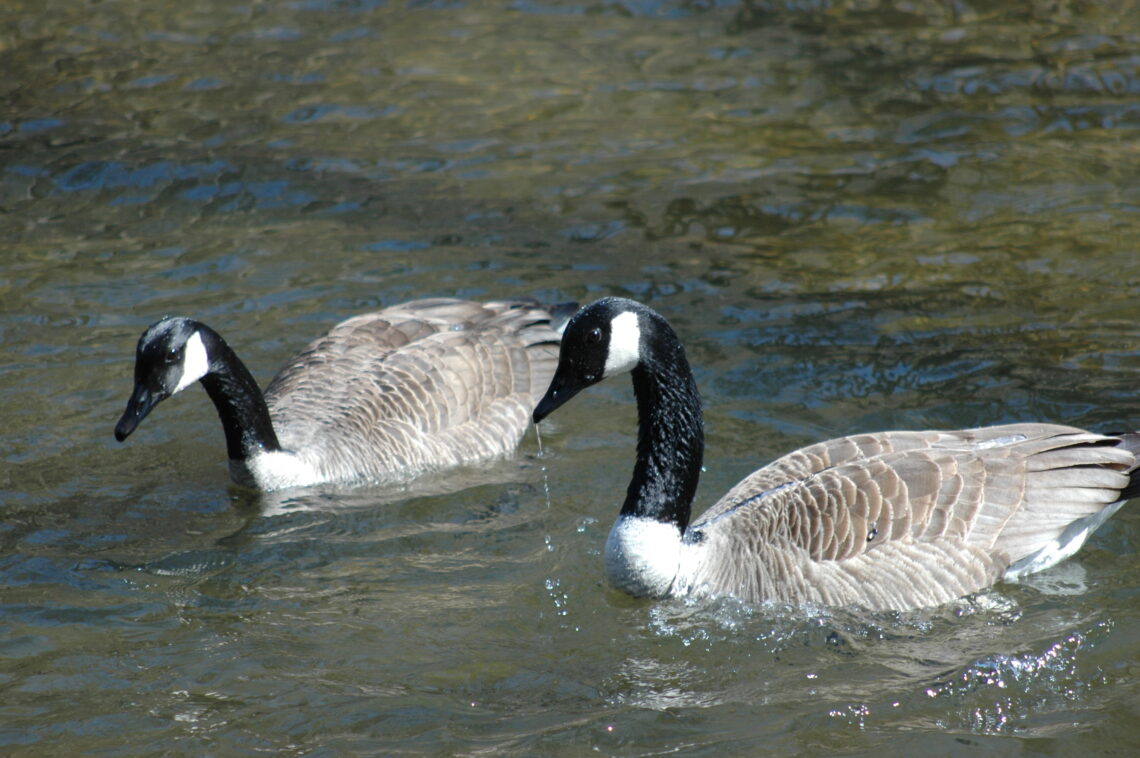 Two Canad Geese swimming on a pond © J. L. James