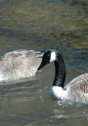 Two Canad Geese swimming on a pond © J. L. James