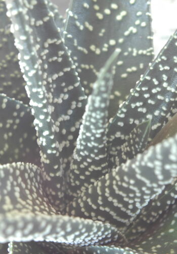 Haworthia Royal Highness succulent © J. L. James