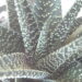 Haworthia Royal Highness succulent © J. L. James