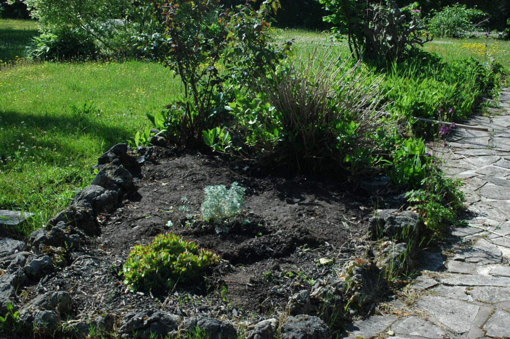 Garden bed with half of the lily of the valley removed. © J. L. James