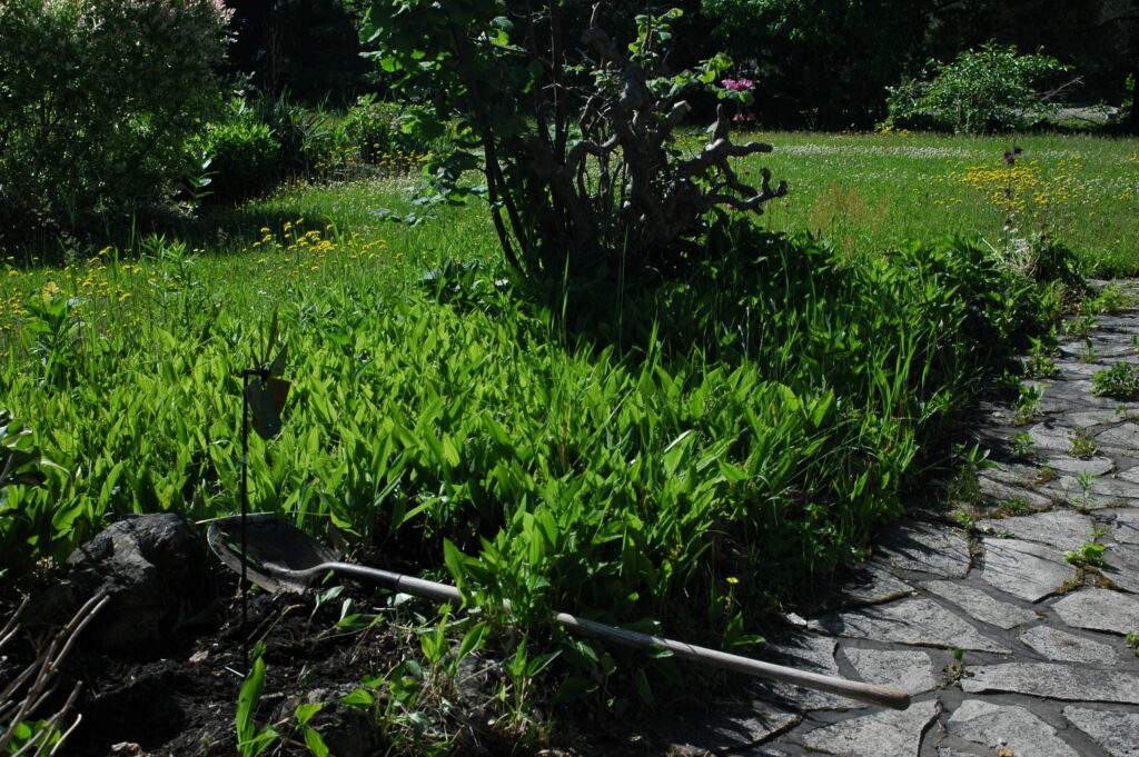 Lily of the Valley taking over a garden bed. Shovel resting at the ready in th garden bed. © J. L. James