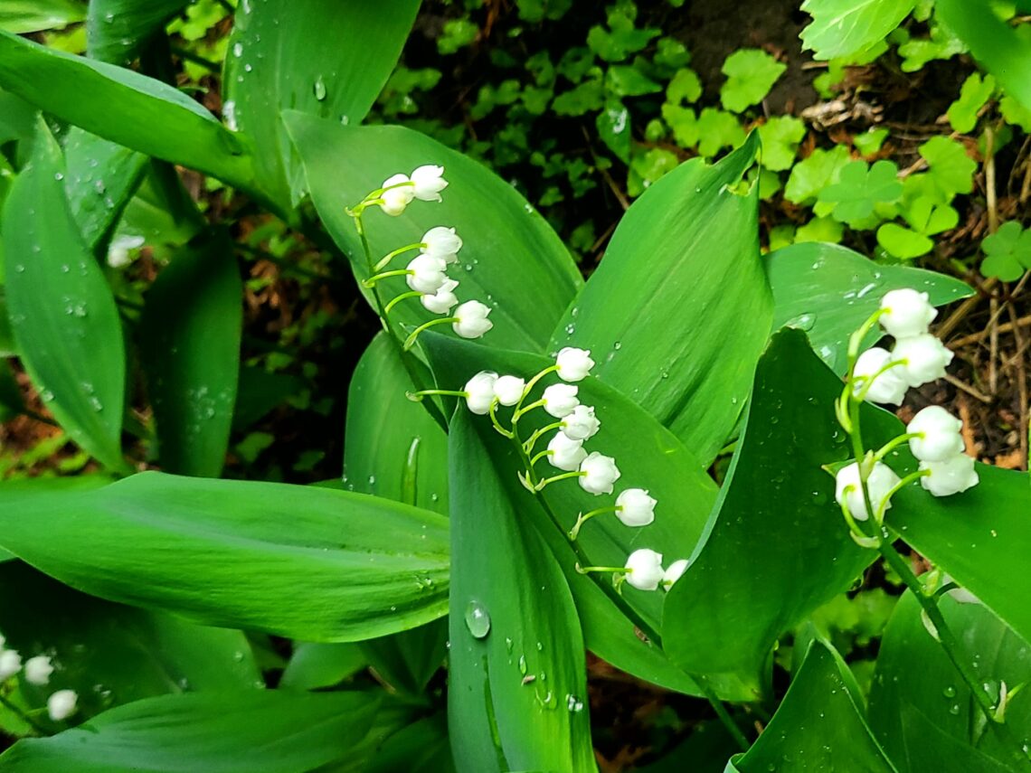 Lily of the Valley in the Garden © J. L. James