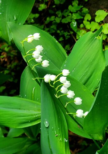 Lily of the Valley in the Garden © J. L. James