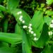 Lily of the Valley in the Garden © J. L. James