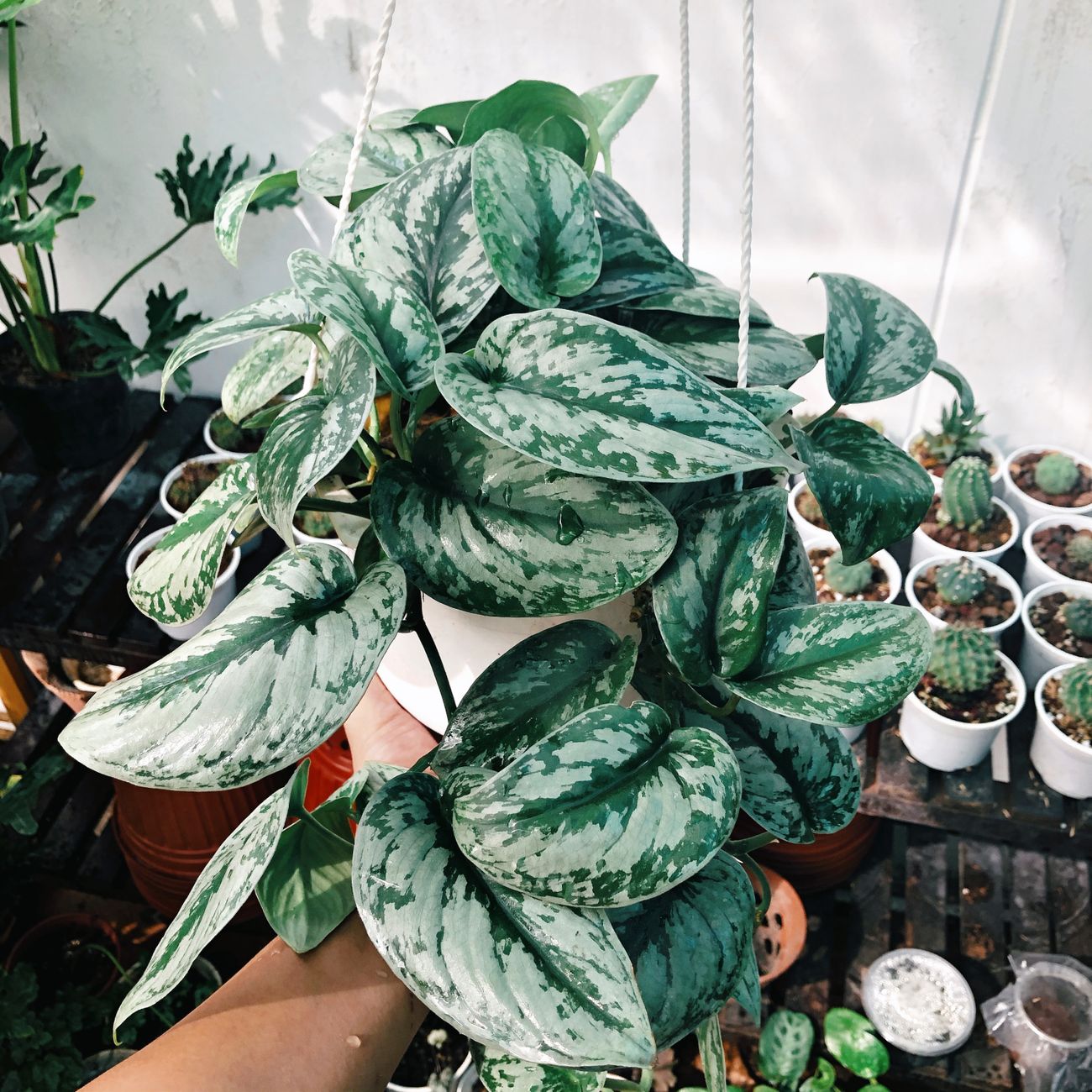 satin pothos plant and cacti in the background