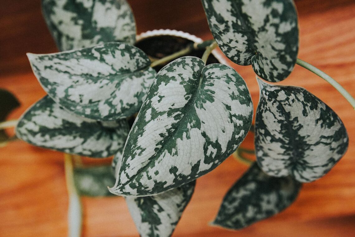 close up of leaves of satin pothos