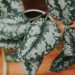 close up of leaves of satin pothos