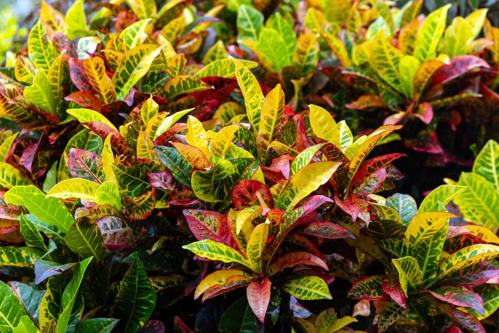 Croton Hedge with vibrant colours