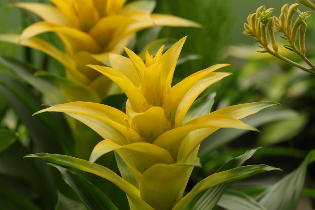 Yellow Bromeliad leaves
