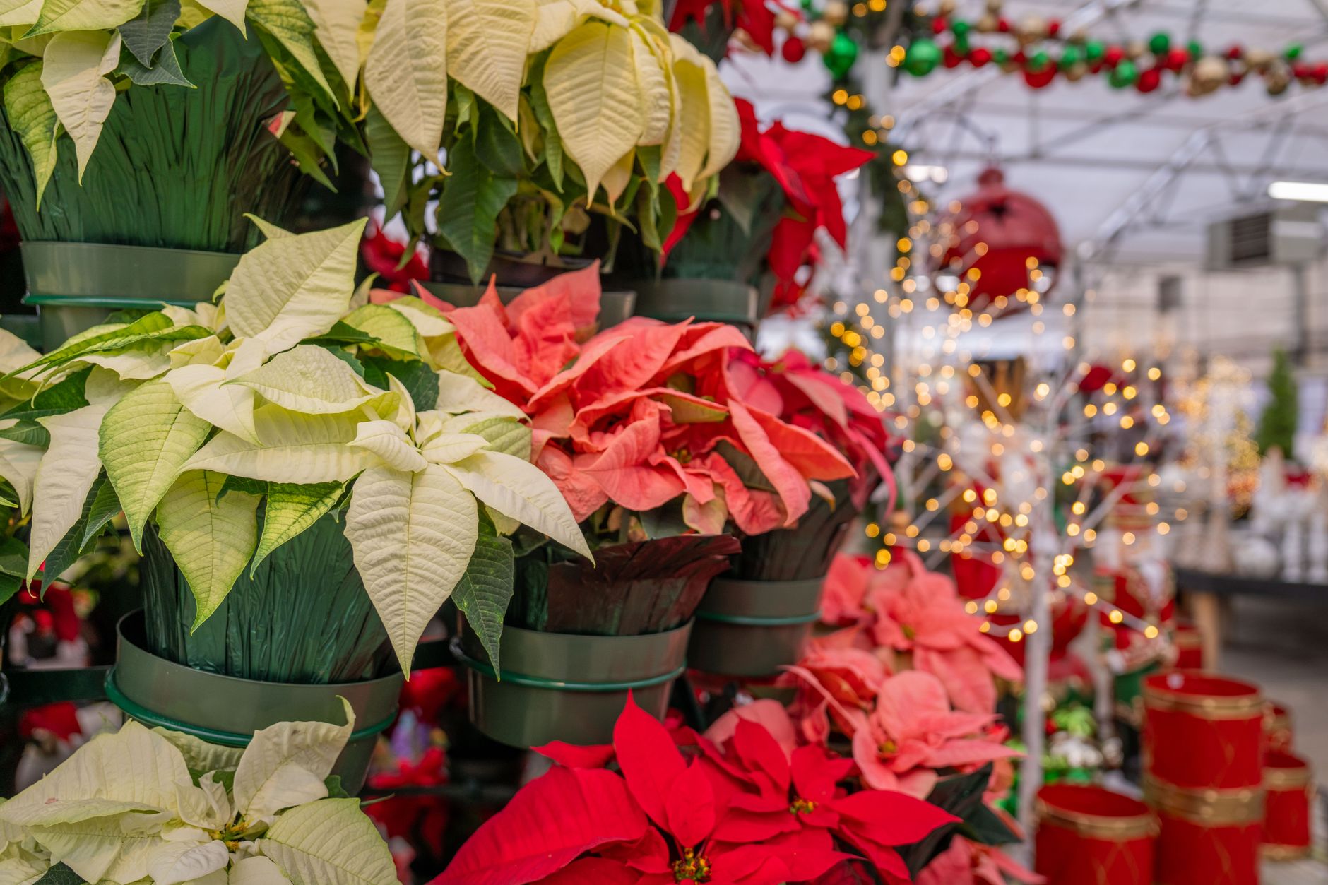 colorful poinsettias in festive display