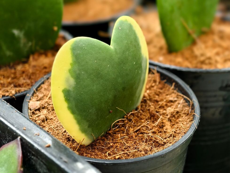 close up of heart shaped hoya plant