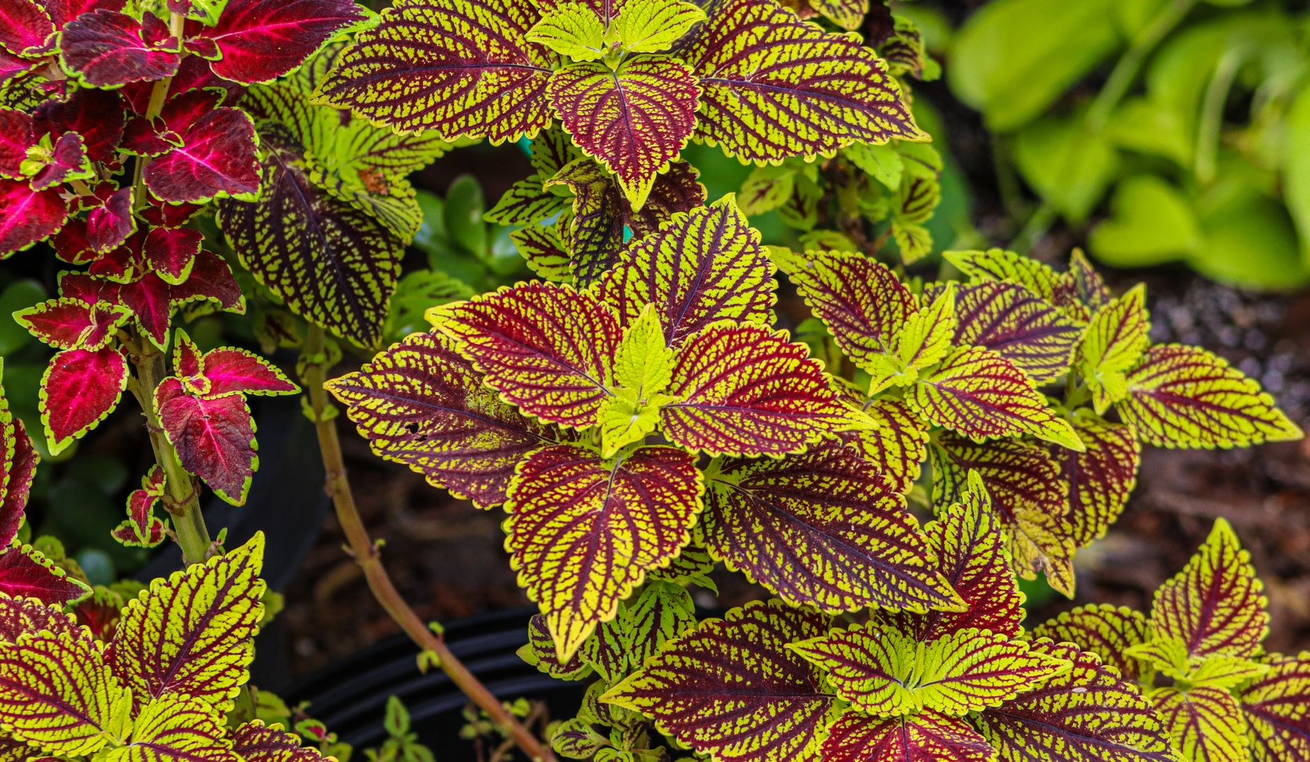 vibrant coleus foliage in a lush garden setting