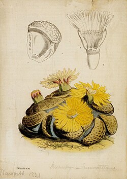 J.D. Hooker's painting of Lithops in Curtis Bot. Mag. 6077 (1874) with N.E. Brown's annotations at bottom.