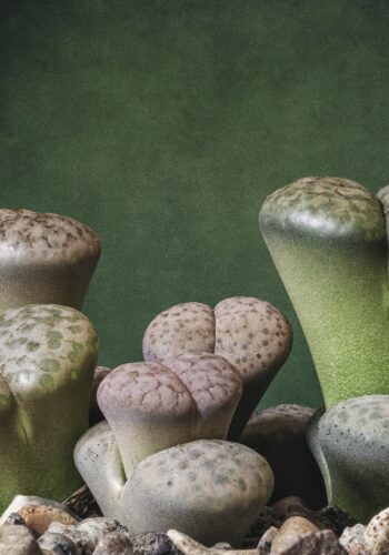 A portrait of lithops Pixabay