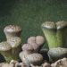 A portrait of lithops Pixabay