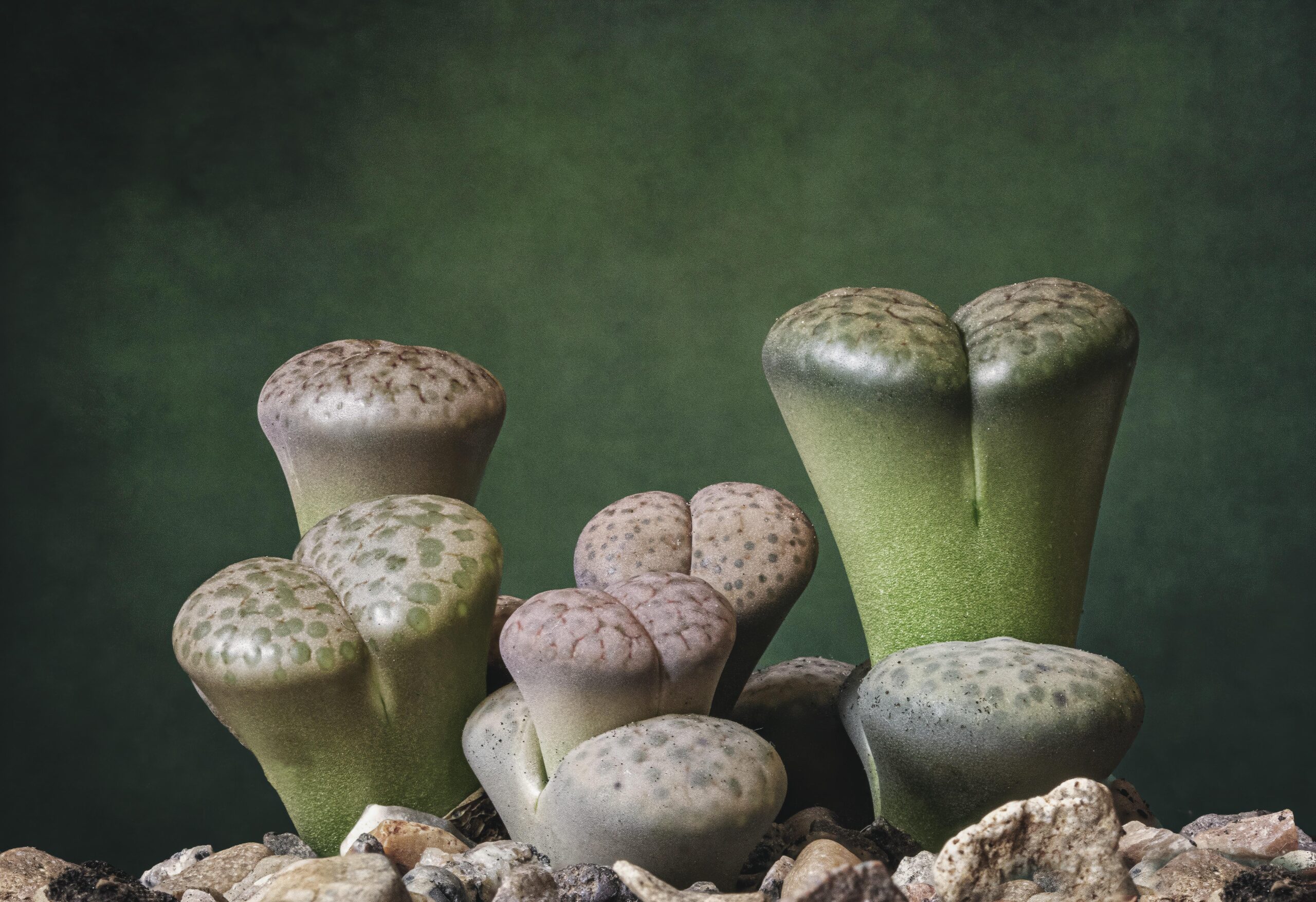 A portrait of lithops Pixabay